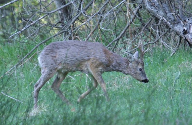 Il Capriolo